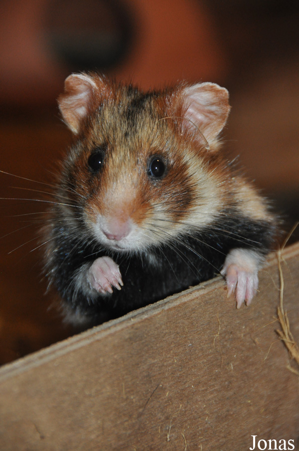 Cricetus cricetus