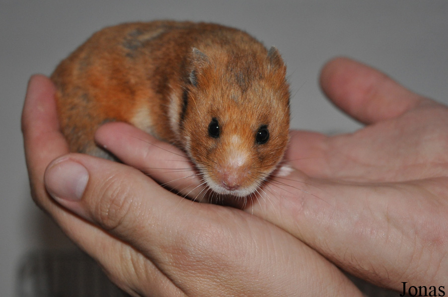 Mesocricetus auratus