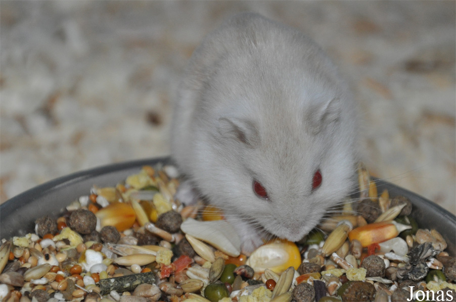 Phodopus sungorus