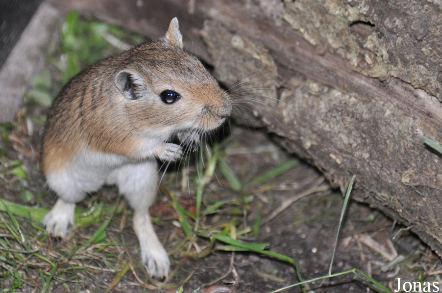 Meriones unguiculatus