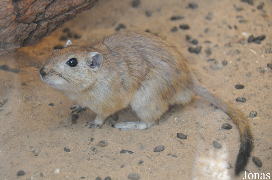 Psammomys obesus terraesanctae