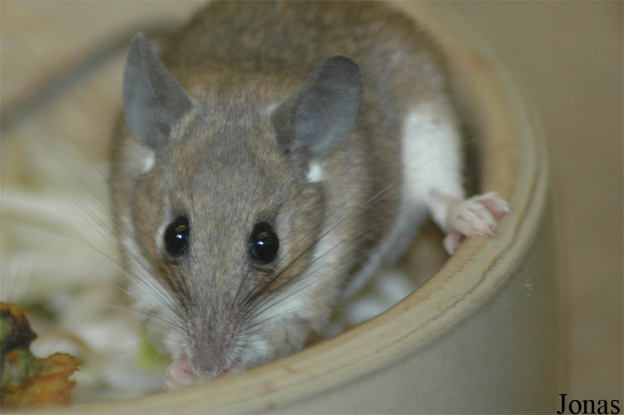 Acomys cahirinus
