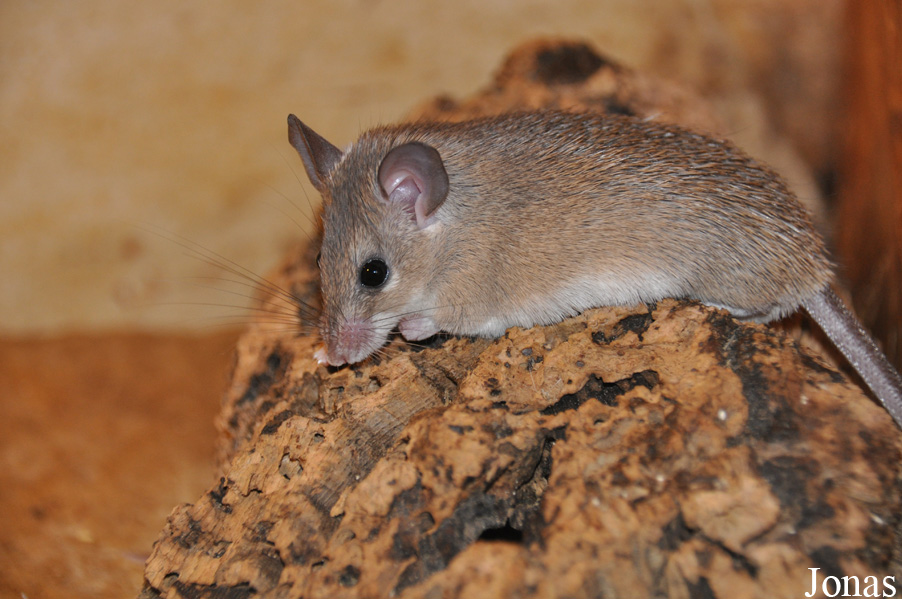 Acomys cahirinus