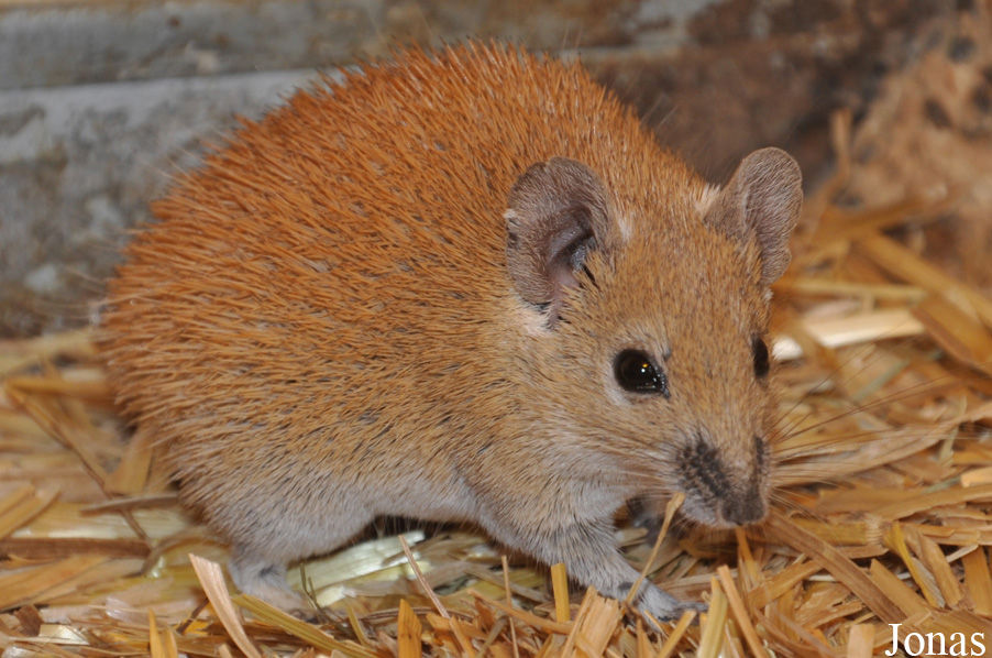 Acomys russatus