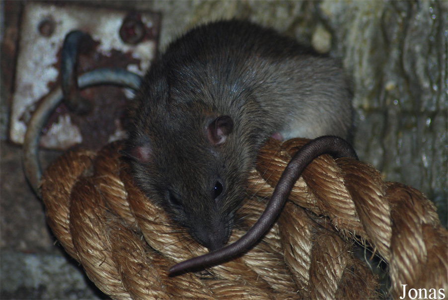 Rattus norvegicus