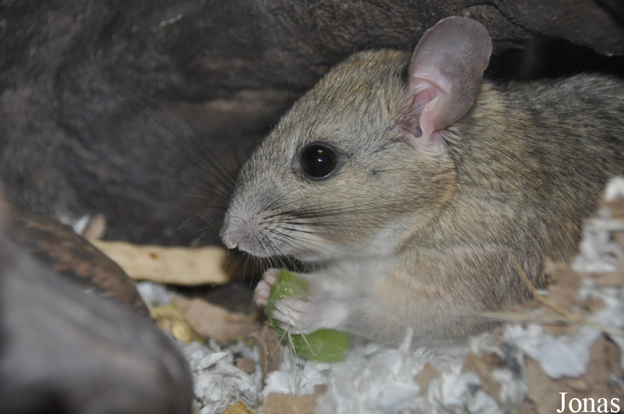 Neotoma albigula