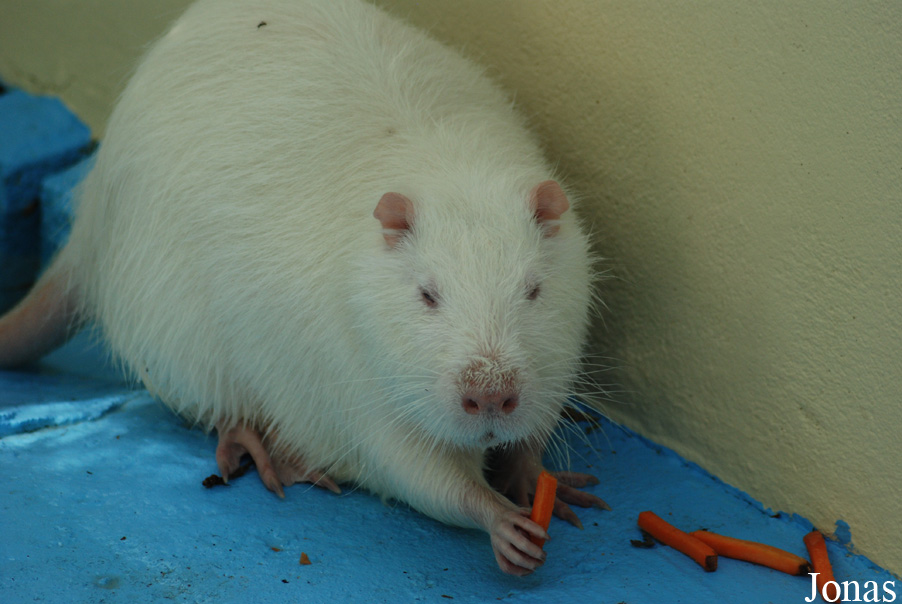 Myocastor coypus