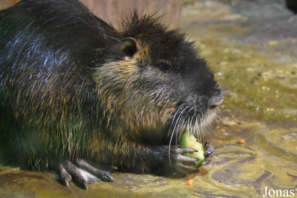 Myocastor coypus