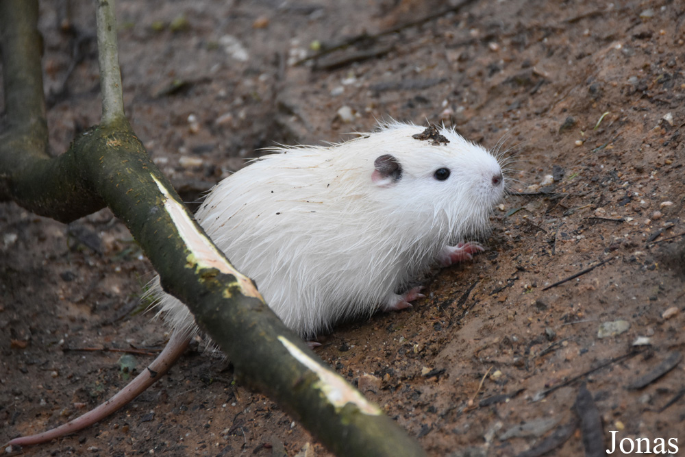 Myocastor coypus