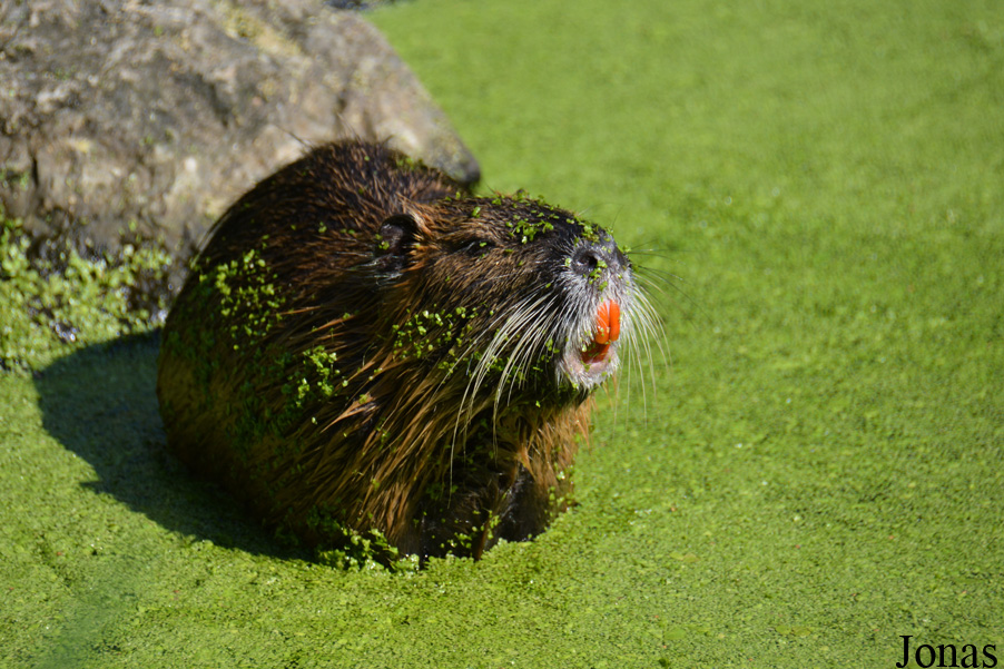 Myocastor coypus