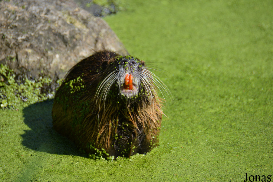 Myocastor coypus