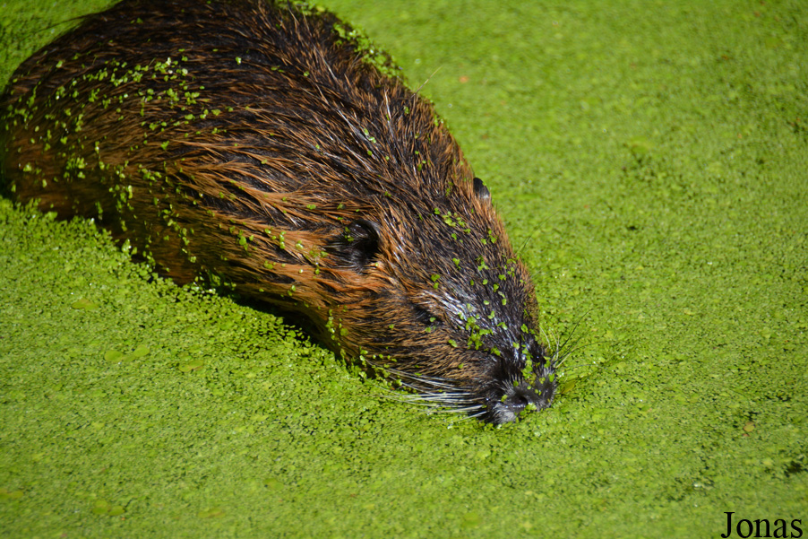 Myocastor coypus