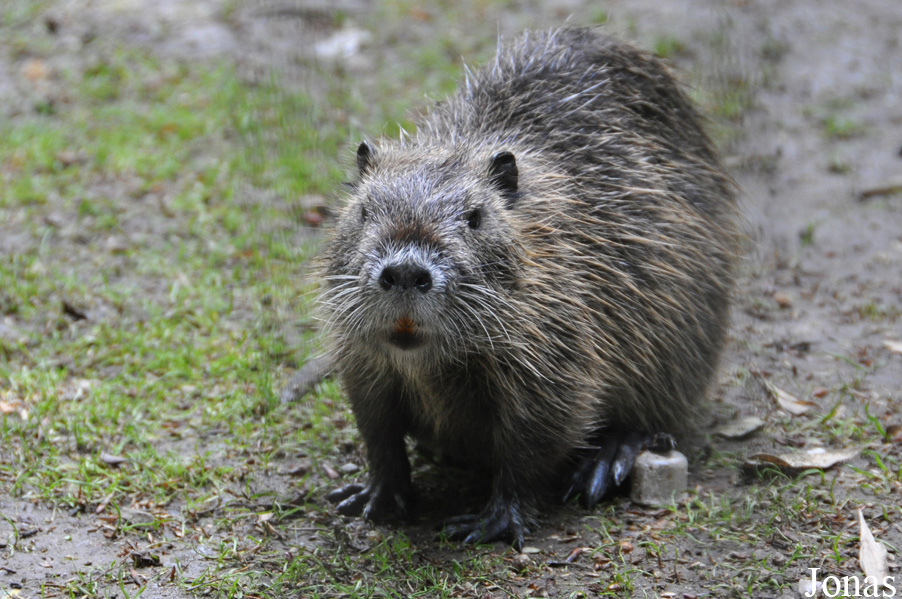 Myocastor coypus