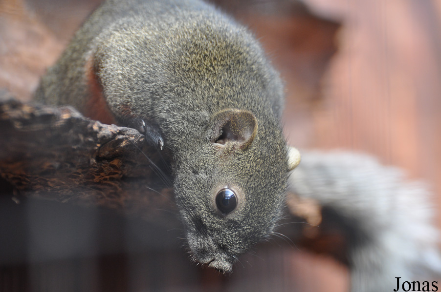 Callosciurus erythraeus
