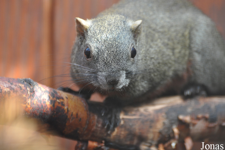 Callosciurus erythraeus