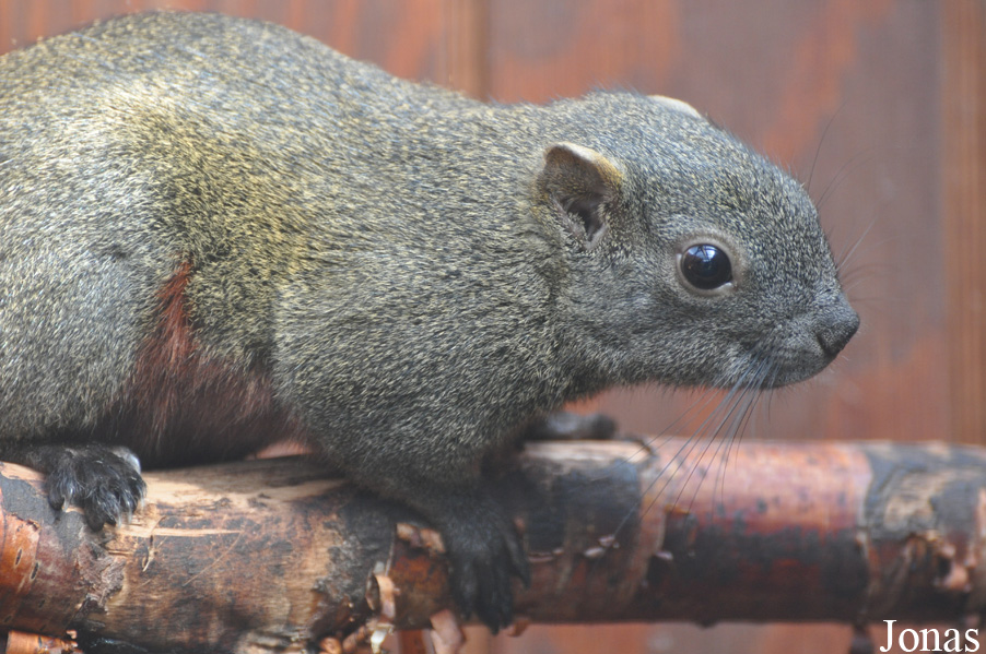 Callosciurus erythraeus