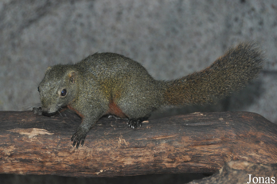 Callosciurus erythraeus