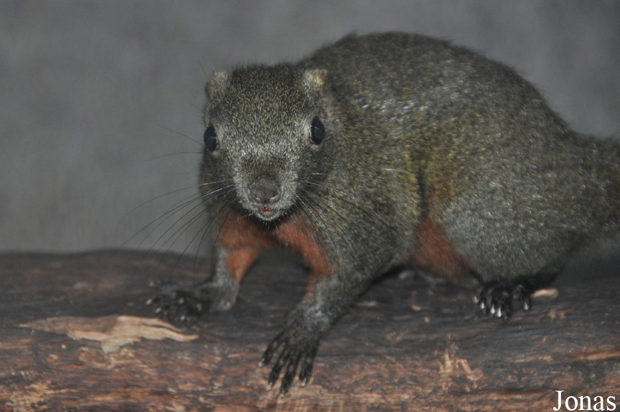 Callosciurus erythraeus