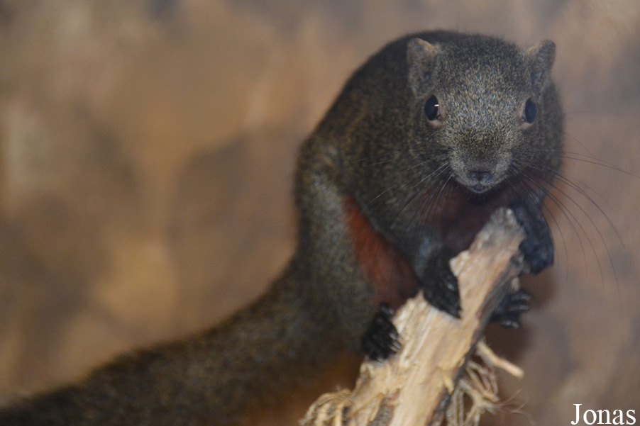 Callosciurus erythraeus