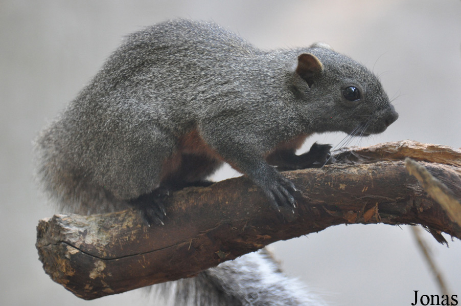 Callosciurus erythraeus