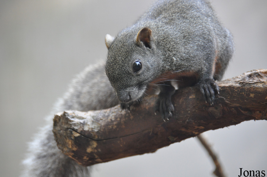 Callosciurus erythraeus