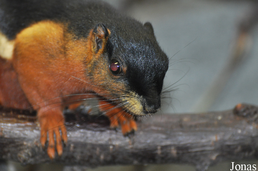 Callosciurus prevostii