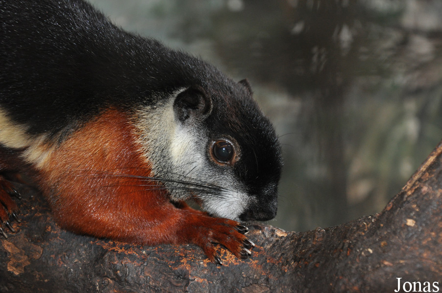 Callosciurus prevostii humei