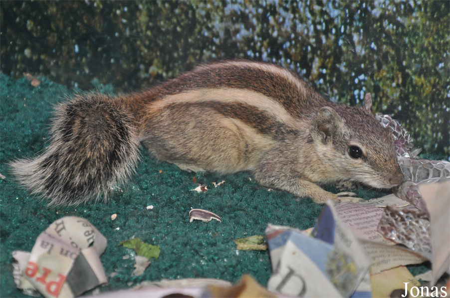 Funambulus pennantii