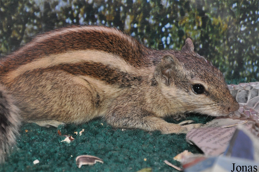 Funambulus pennantii