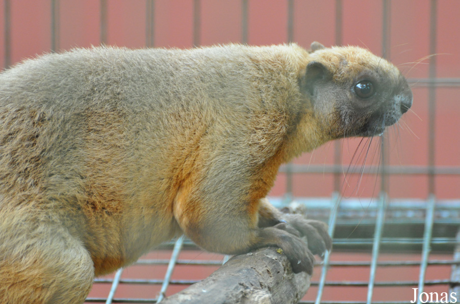 Ratufa affinis