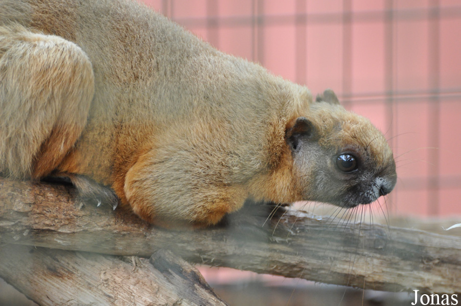 Ratufa affinis