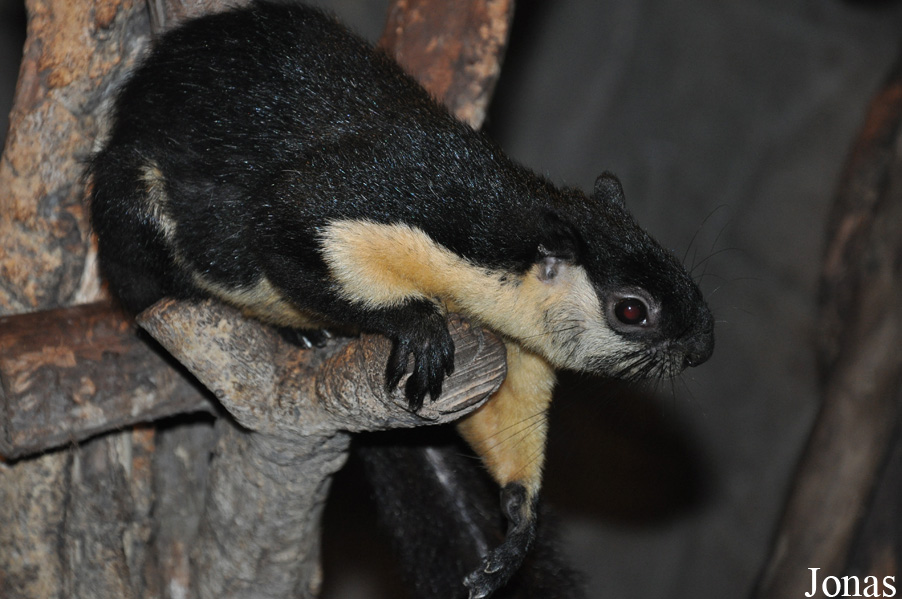 Ratufa bicolor