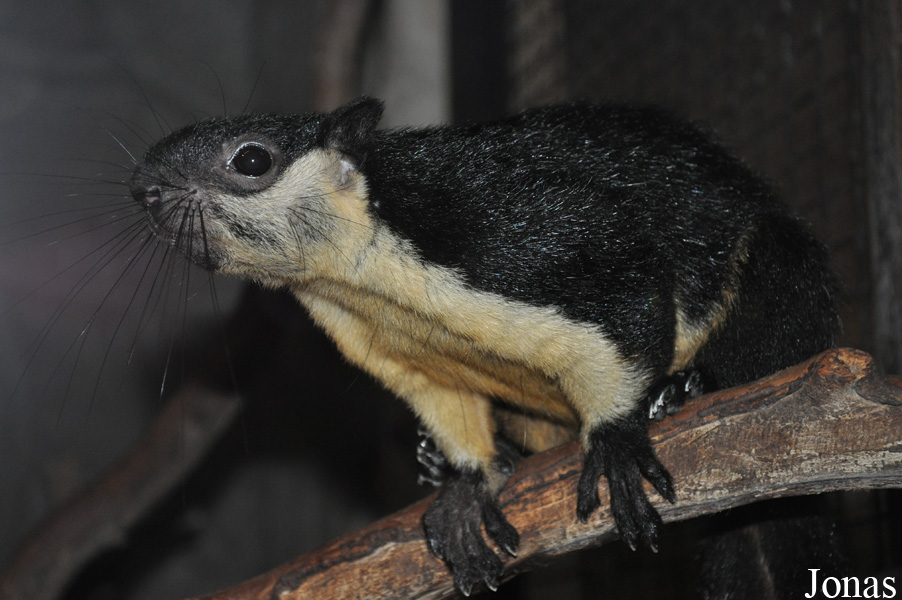 Ratufa bicolor