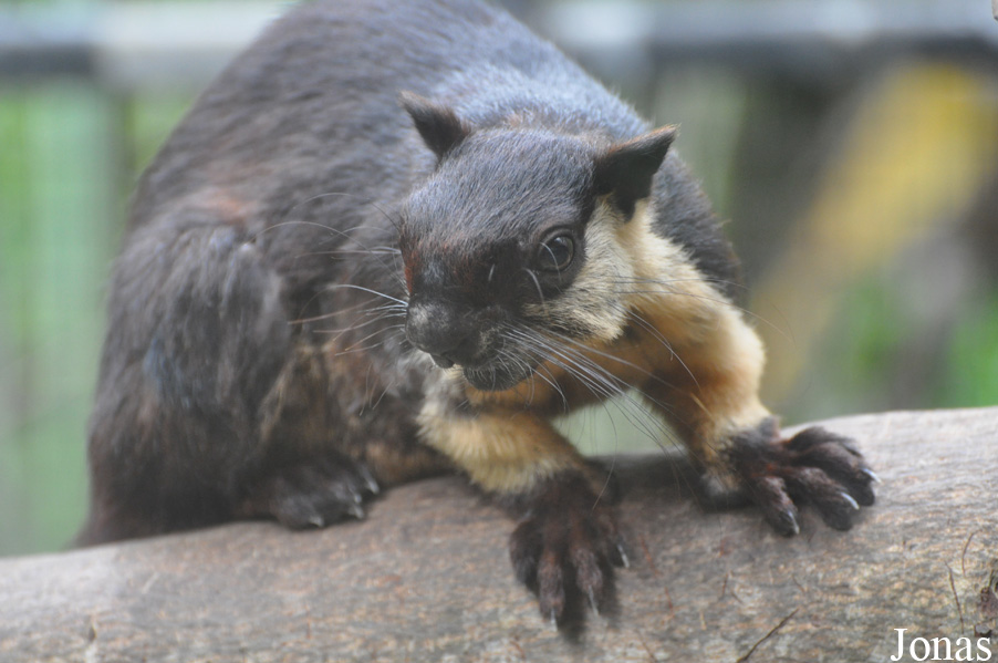 Ratufa bicolor