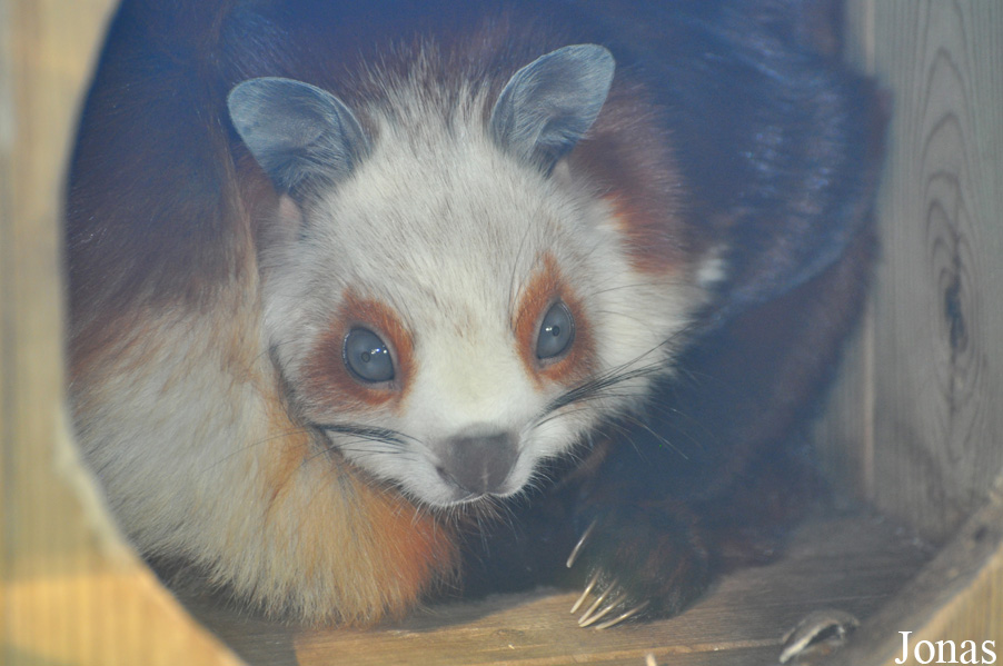 Petaurista alborufus