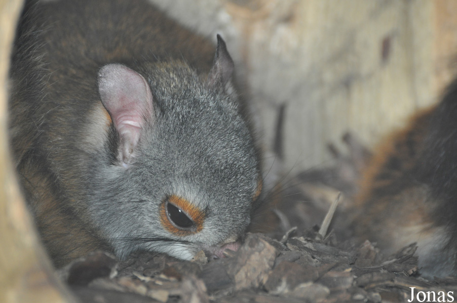 Petaurista alborufus