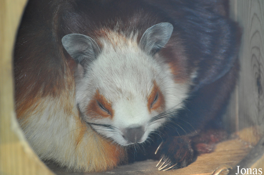 Petaurista alborufus