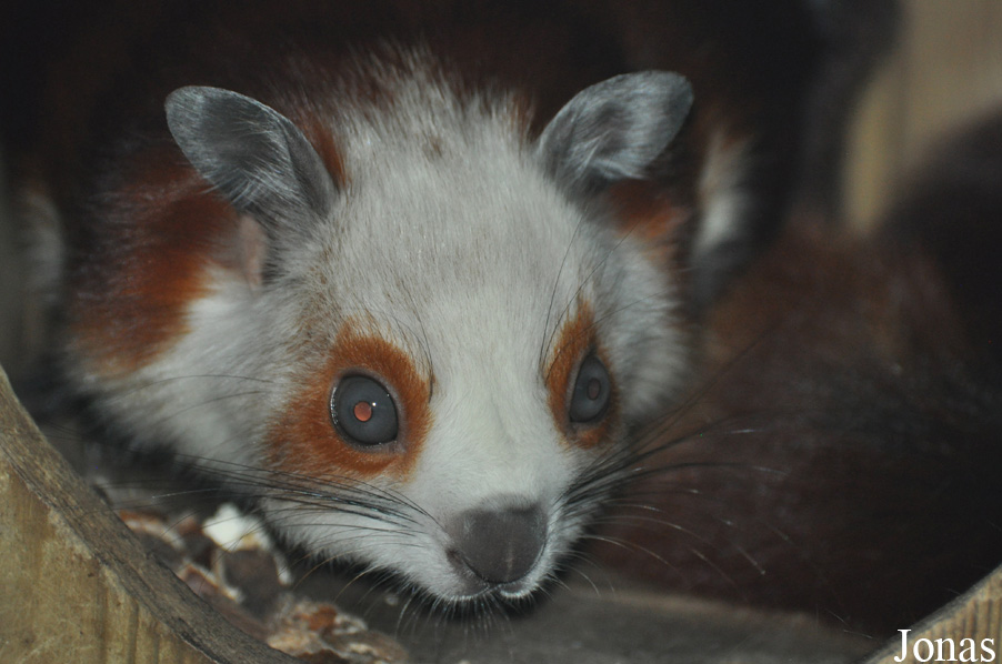 Petaurista alborufus