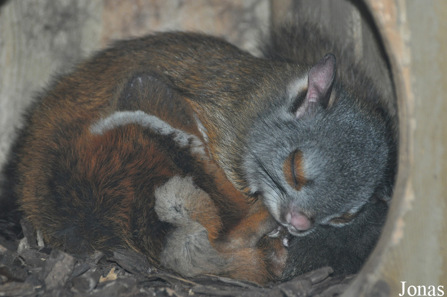Petaurista alborufus