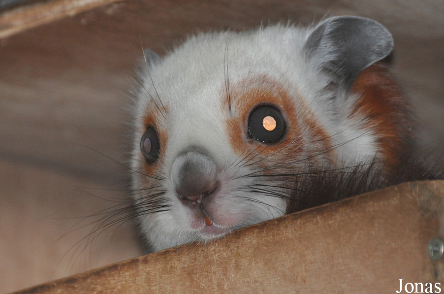 Petaurista alborufus