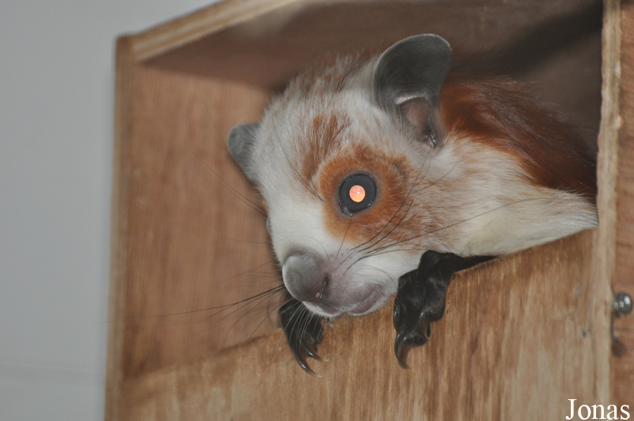 Petaurista alborufus