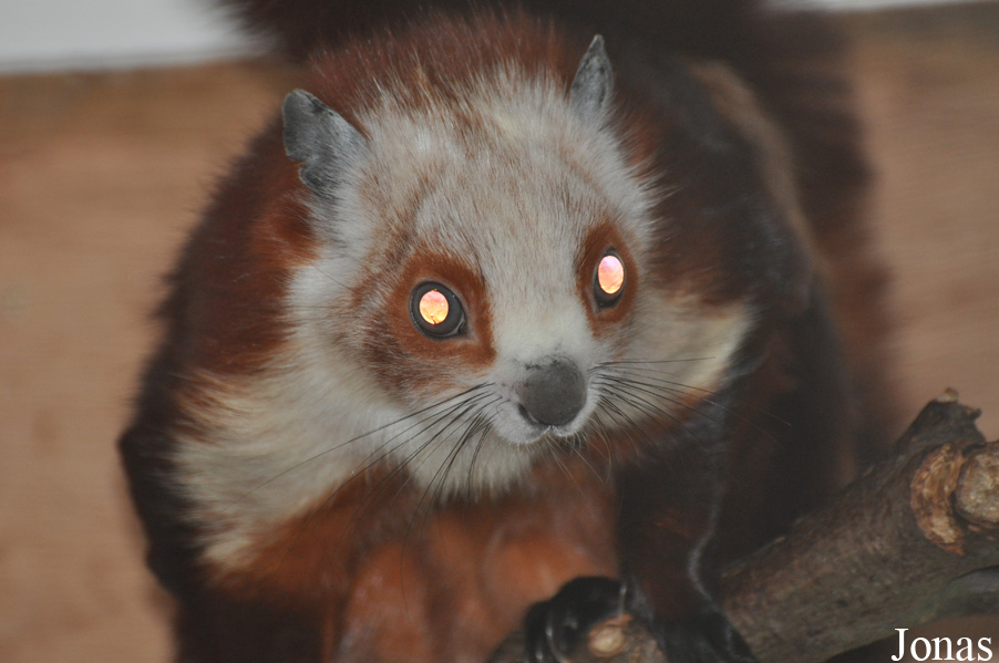 Petaurista alborufus