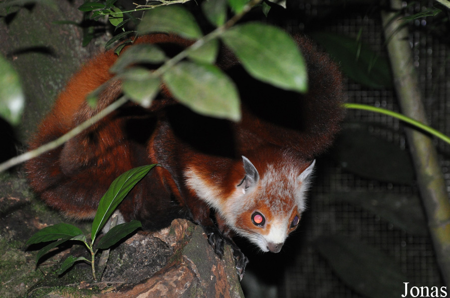 Petaurista alborufus