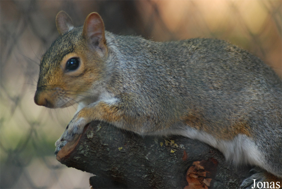 Sciurus carolinensis