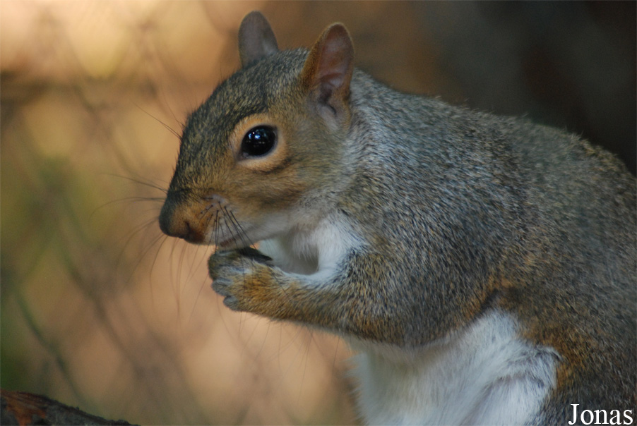 Sciurus carolinensis