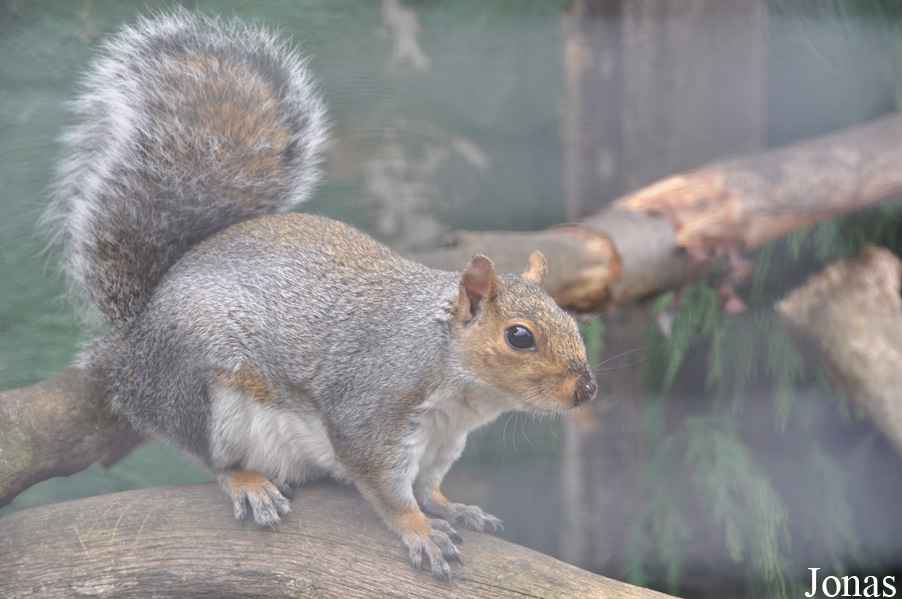 Sciurus carolinensis