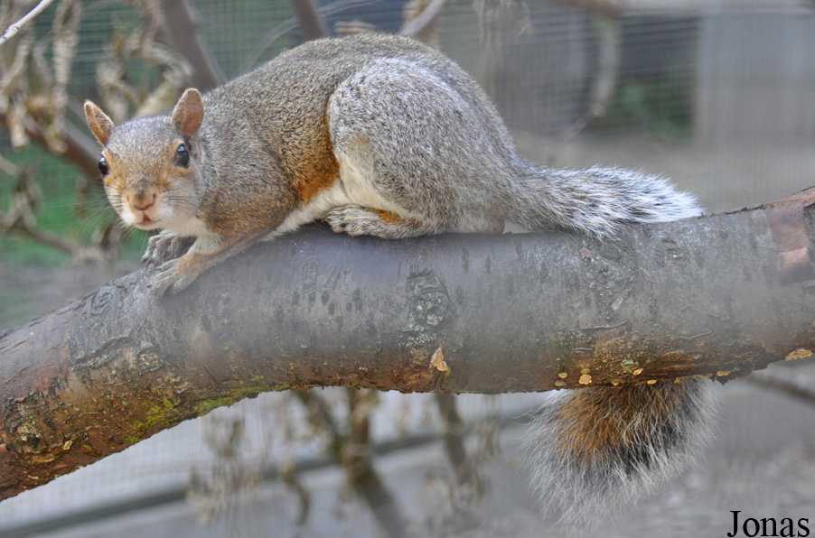 Sciurus carolinensis