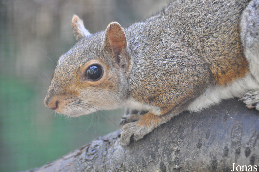 Sciurus carolinensis