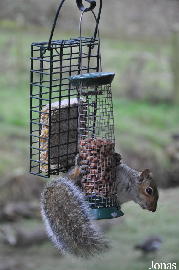 Sciurus carolinensis pennsylvanicus