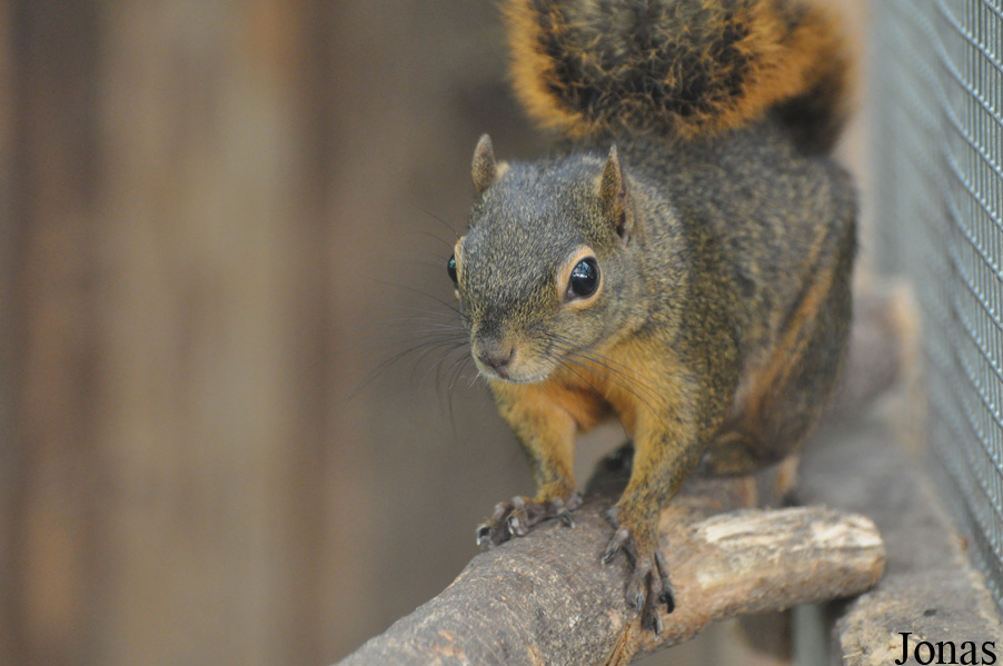 Sciurus granatensis hoffmanni